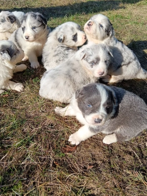 border collie cu pedigree  - imagine 2