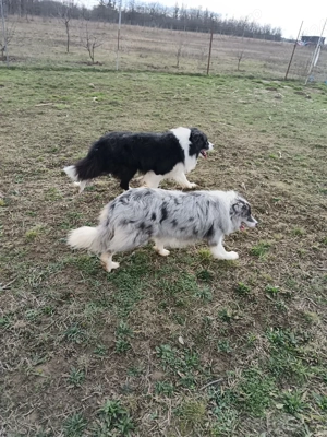 border collie cu pedigree  - imagine 3