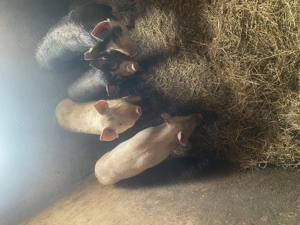 Vând porci  - imagine 3