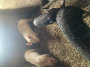 Vând porci  - imagine 2