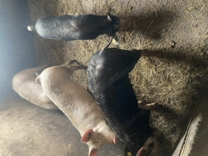 Vând porci  - imagine 5