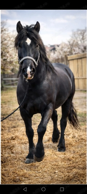 Harmasar de vânzare.. - imagine 2