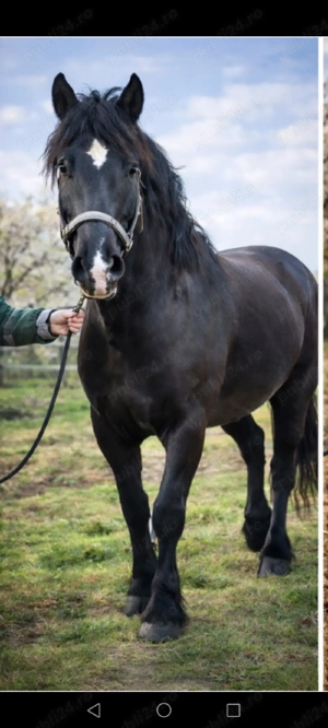 Harmasar de vânzare.. - imagine 3