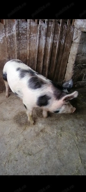 Vând scrofita Teleorman! 