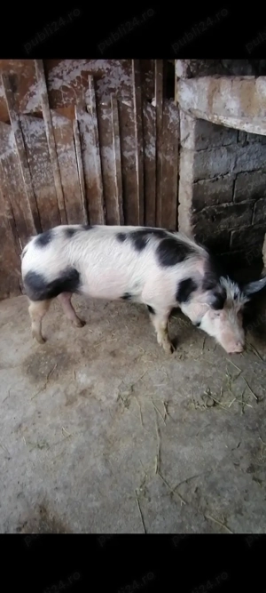 Vând scrofita Teleorman!  - imagine 3