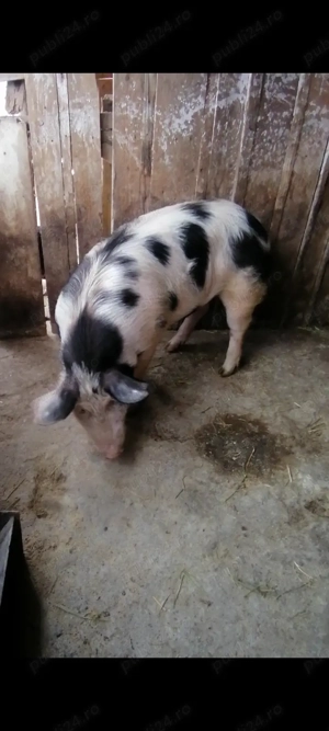 Vând scrofita Teleorman!  - imagine 2