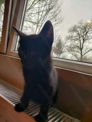 Donez pisicuta pui - imagine 2