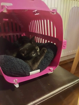 Donez pisicuta pui - imagine 4