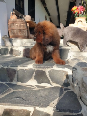 Puiuți Mastiff Tibetan   - imagine 3