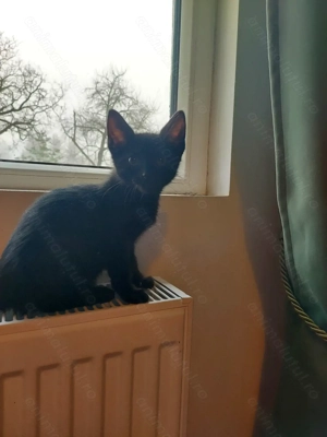 Donez pisicuta pui - imagine 3