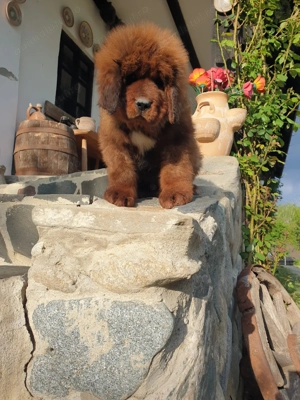Puiuți Mastiff Tibetan   - imagine 4