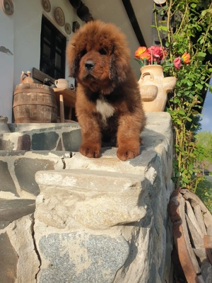 Puiuți Mastiff Tibetan  