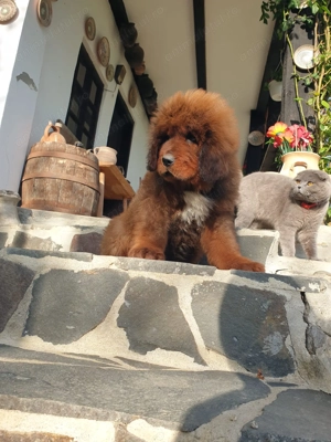 Puiuți Mastiff Tibetan   - imagine 2