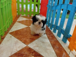 shih tzu pui - imagine 3