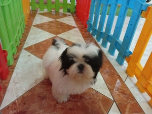 shih tzu pui - imagine 2