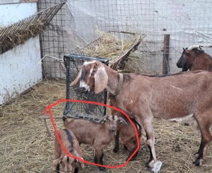 Țapișor anglonubian  - imagine 2