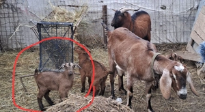 Țapișor anglonubian  - imagine 3