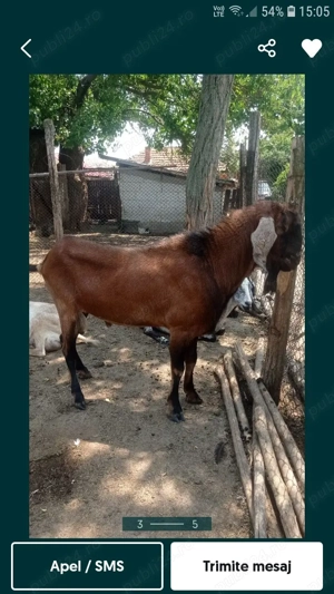 țap de vânzare  - imagine 2