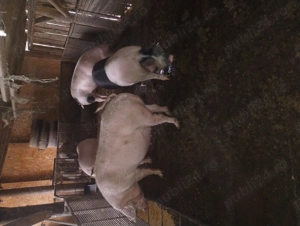 Vand porci de casă de 180 kg gospodărie proprie - imagine 2