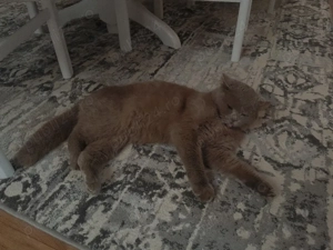 British Fold  - imagine 3