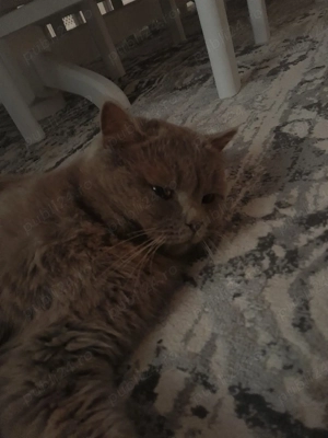 British Fold  - imagine 5