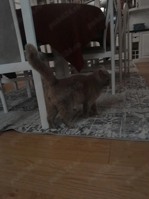 British Fold  - imagine 4