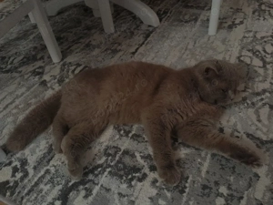 British Fold  - imagine 2