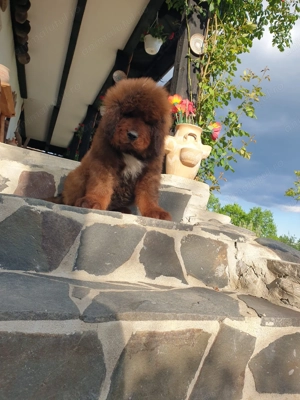 Puiuți Mastiff Tibetan   - imagine 5