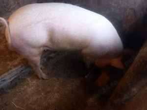 vand grasuna  - imagine 2