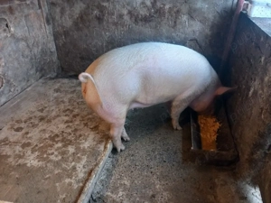 vand grasuna  - imagine 5