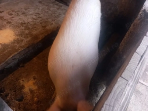 vand grasuna  - imagine 3