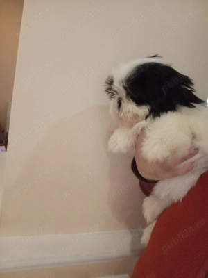 shih tzu pui - imagine 4