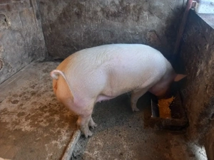 vand grasuna  - imagine 4