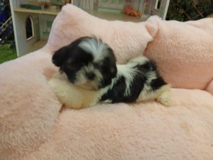 shih tzu pui - imagine 5