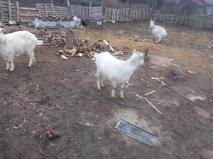 vand ieduta - imagine 4