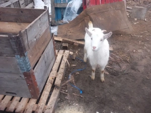 vand ieduta - imagine 2