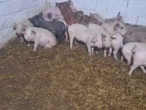 vand 30 de soldani rasa marle alb - imagine 3