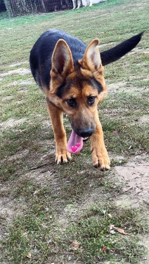 Vând cățea ciobănesc german  - imagine 2