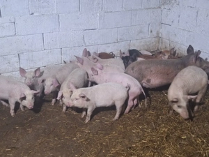 vand 30 de soldani rasa marle alb - imagine 2