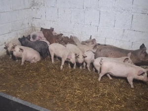 vand 30 de soldani rasa marle alb