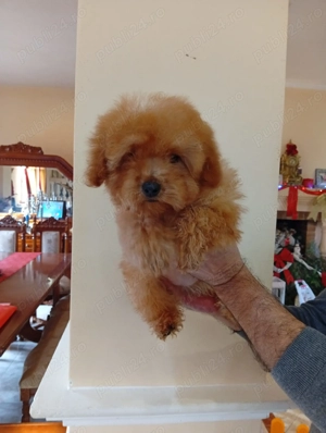 Pui Maltipoo  - imagine 3