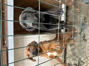 Catelusa spre adoptie  - imagine 2