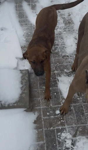 Catelusa de la mama cane corso spre adoptie - imagine 2