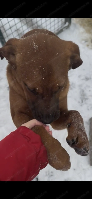 Catelusa spre adoptie  - imagine 4