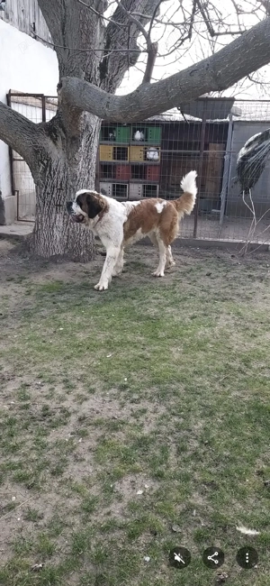 vand femela saint bernard