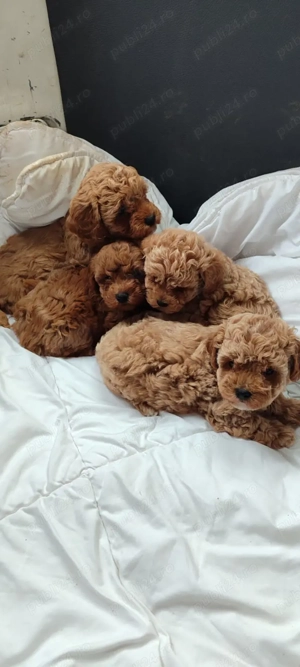 pui Pudel  - imagine 2