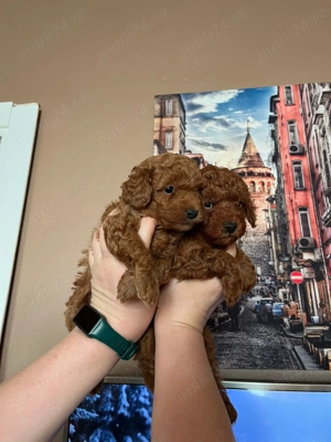 pui Pudel  - imagine 3