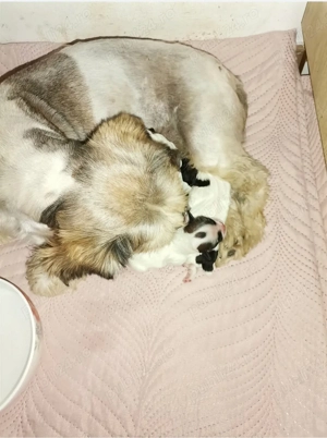 Vand catelusi rasa shitzu Pura  - imagine 2