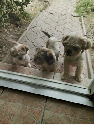 Vand catelusi rasa shitzu Pura 