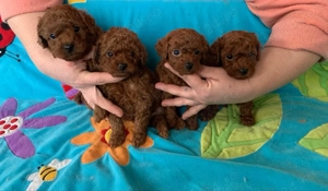 pui Pudel  - imagine 4